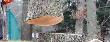 How Our Tree Care Process Works  in  Hartford, WI