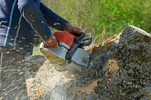 Hartford, WI Tree Removal Company